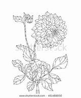 Chrysanthemum Coloring Pages Getdrawings Getcolorings sketch template