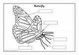 Labelling Minibeast Minibeasts Sparklebox Related Items sketch template