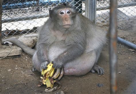 thailands chunky monkey put  diet  gorging  junk food