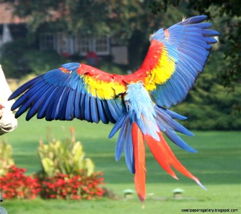 parrot flying wallpapers gallery