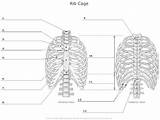 Labeling Cage Rib Skeleton Thoracic Unlabeled Physiology Vertebrae Labeled Ribs Practice Skull Axial Blanks Sternum Labelled sketch template