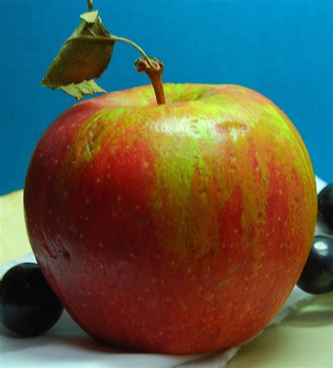 art talk julie ford oliver apple artist hint