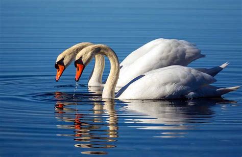 What Do Swans Eat Read All About Their Favorite Food Here