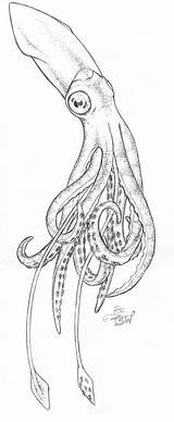 Squid Calamar Octopus Ausmalbild Riesenkalmar Evil Tatuaje Pulpos Pulpo Ausmalbilder Askideas sketch template
