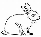 Hare Coloring Coloringcrew Gif Book Animals sketch template