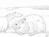 Coloring Pages Biome Taiga Animals Privacy Policy Contact sketch template