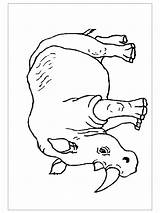 Rhino Coloring Pages Preschoolcrafts Child sketch template