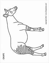 Printable Okapi Coloring Pages Firstpalette sketch template