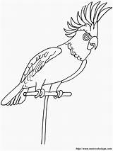 Parrot Periquito Papagei Parrots Cocorite Ausmalbilder Colorare Coloringhome Disegno Ausmalbild Aves sketch template