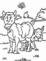 Vache Coloriages Vaches Greatestcoloringbook sketch template