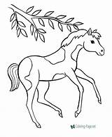 Horse Coloring Pages Horses Baby Pinto Color Pony Printable Template Barbie Drawing Foal Sheets Animal Colouring Sheet Cute Print Kids sketch template