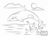 Orque Coloriage Ausmalbilder Orka Orca Ausmalbild Killerwal Wale Springt Shamu Wal Kleurplaten Niedlicher Whales Supercoloring Malen Saute Hors Balena Babel sketch template