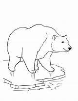 Bear Polar Coloring Pages Ice Drawing Thick Cute Face Cub Draw Designlooter Getdrawings Bears Getcolorings Easy Baby Color Printable 53kb sketch template