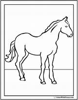 Coloring Horse Morgan Pages Print Colorwithfuzzy sketch template
