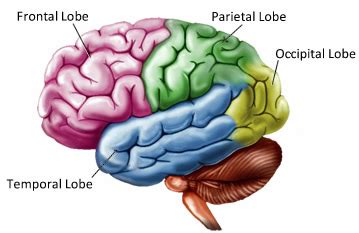 brain lobes northern brain injury association british columbia