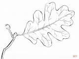 Leaf Oak Tree Drawing Coloring Draw Step Leaves Pages Printable Outline Roble Drawings Templates Supercoloring Hojas Para Hoja Una Dibujo sketch template
