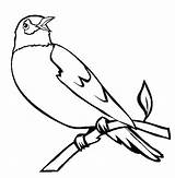 Robin Coloring American Bird Getdrawings sketch template