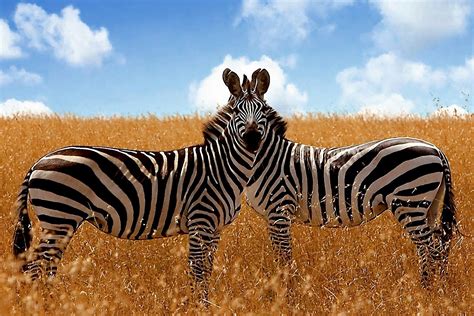 photo wild zebra animal jungle nature   jooinn