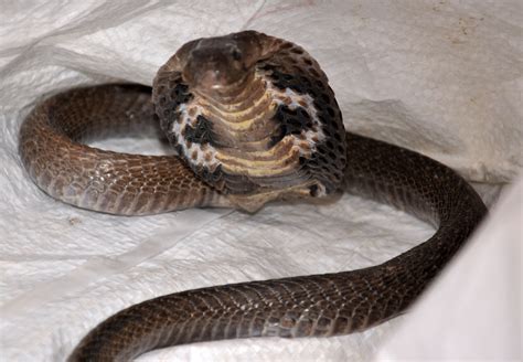 picture collection cobra snake images