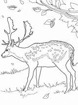 Deer Coloring Pages Printable 2579 Animals Drawing Kb sketch template