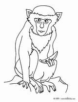 Monkey Mono Singe Coloring Capuchino Jungle Monyet Hellokids Singes Mewarna Kertas Coloriages Jungla Kanak Halaman Haiwan sketch template
