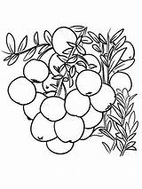 Cranberries Bog Nutrients Oxidative Cholesterol Juice sketch template