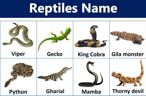 reptiles names  pictures ilmist