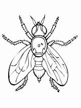 Coloring Pages Fly Guy Firefly Drawing Getdrawings Fireflies Color Insect Printable Getcolorings sketch template