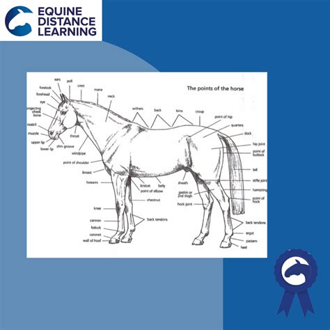 horse identification equine distance learning