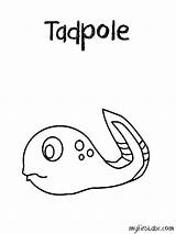 Tadpole Coloring Pages Colouring Printable Worksheet Then First Last Next Template Kids Pollywog Popular Worksheeto sketch template