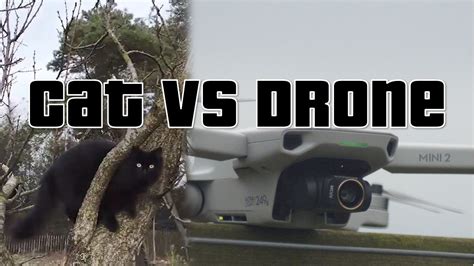 cat  drone droneshotsvlaanderen youtube