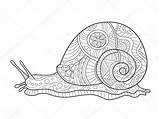 Escargot Snail Coloriage Schnecken Lumaca Schnecke Adulti Malvorlagen Malbuch Zentangle Erwachsene Adulte Contour sketch template