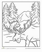 Moose Alaska Colouring Forest Animals Walrus Zoo Crayon sketch template