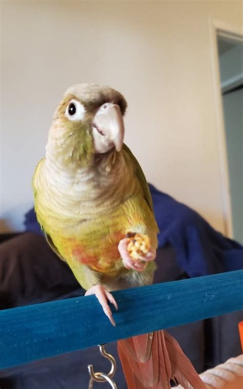 bribing petey   nutriberry      halfway decent photo parrots