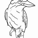 Kookaburra sketch template