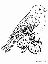 Meadowlark Pino Oiseau Aves Arbre Colorear Pájaro Uccello Malvorlage Disegno Animali sketch template