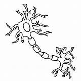 Neuron Neurons Nerve Unlabeled sketch template