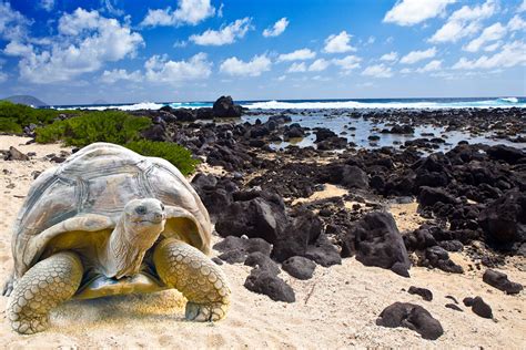 explore  galapagos islands ecuador international traveller magazine