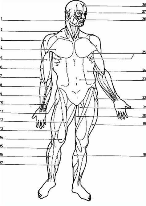 body muscle anatomy books human anatomy body page    human