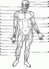 Muscle Coloringhome Label Sheets Worksheets 1207 Anatomi Bulkcolor Insertion sketch template