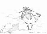 Turnstone Sketch Pencil Ruddy Winter Reply Cancel Leave Bohanart sketch template