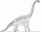 Skeleton Brachiosaurus Esqueleto Skelett Dinosaurio Ausmalbilder Brachiosaure Dinosaurios Imprimir Colorir Dinosaurier Giraffatitan Ausmalbild Fossils Esqueletos sketch template