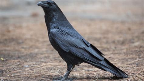 ravens smarter  children
