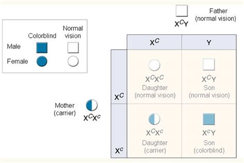 Inheritance Of Colorblindness Welcome To Miss V S Class