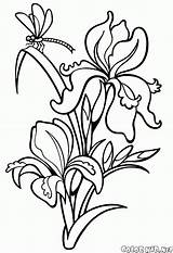Coloring Snowdrop Iris Pages sketch template