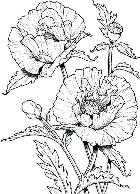 floral coloring pages  getdrawings