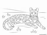 Cat Coloring Bengal Tabby Spotted Pages Brown Printable Print Book sketch template