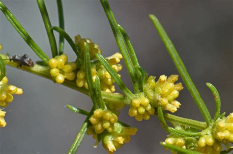 ambrosia monogyra hymenoclea monogyra singlewhorl burrobrush southwest desert flora