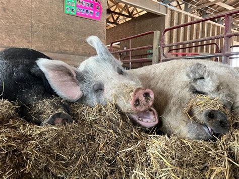 learn  pigs barn sanctuary