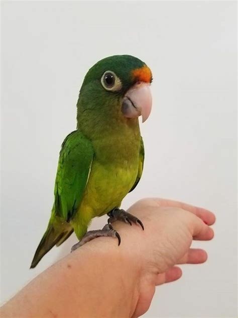 Half Moon Conure 131684 For Sale In Hazle Township Pa